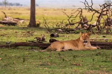 Safari in der Masai Mara, Löwe an der Mara in Kenia. 