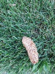 pine cones and needles