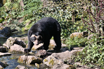 Obraz na płótnie Canvas black bear in the forest