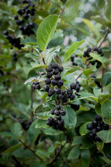 ripe fruits of chokeberry on a branch
