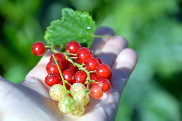 Sprigs of red and white currant berries lie in the palm of your hand. Small sour ripe berries.