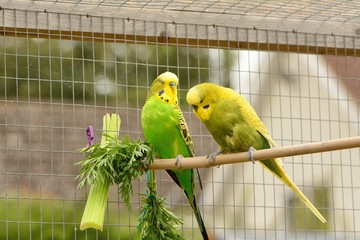 2 green and yellow budgerigars ,, Melopsittacus undulatus , seemingly engaged in serious discussion in outdoor aviary 