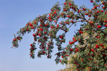 Twigs of rowan tree with red ripe berries on a blue sky background. Autumn sunny day.
