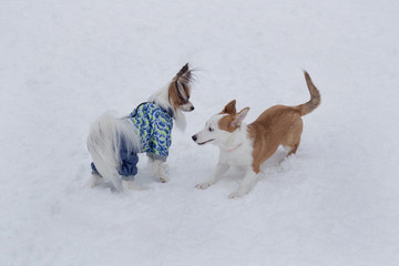 Cute papillon puppy and multibred dog puppy are playing on a white snow in the winter park.
