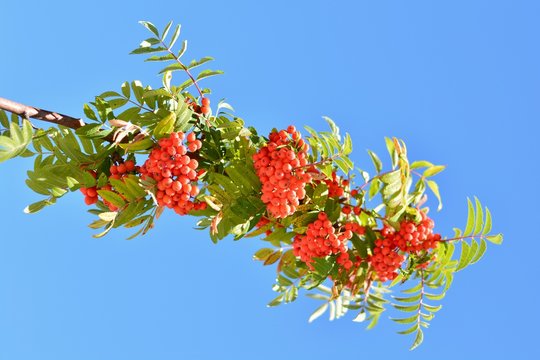 Bayas de Sorbus aucuparia, com&uacute;nmente llamado mountain ash