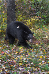 Fototapeta na wymiar Black Bear (Ursus americanus) Walks With Leaves on Her Back Autumn