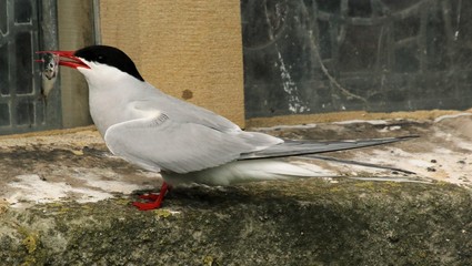 A view of an Arctic Tern