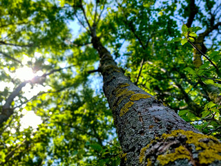 Bottom up close up tree with blue sky