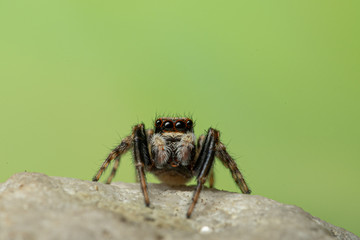 Wollige Mauerspringspinne (Pseudeuophrys Ianigera), Springspinne