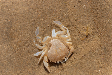 Crab shell