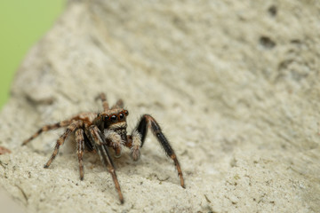 Wollige Mauerspringspinne (Pseudeuophrys Ianigera), Springspinne