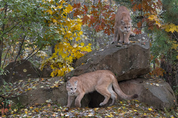Cougars (Puma concolor) Move Around Rock Den Site Autumn