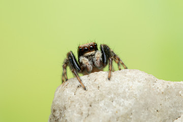 Wollige Mauerspringspinne (Pseudeuophrys Ianigera), Springspinne