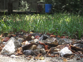 Rich background pictures of forest and grass