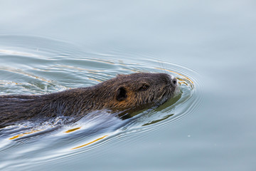 Nutria, Myocastor coypus, che nuota nel piccolo fiume. Esso è un mammifero roditore originario del sud america.