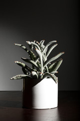 A succulent: Panda plant or Kalanchoe tomentosa in a cylindrical white pot on a dark grey background. 