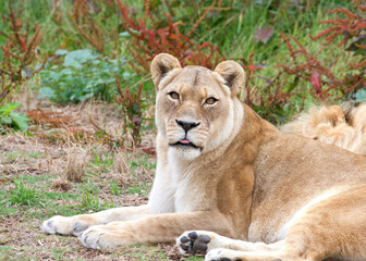 Fototapeta na wymiar Female lion laying in front of sleeping male lion looking at viewer with tongue sticking out slightly. Colorful weeds growing in background on an overcast day.