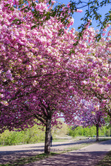 Naklejka premium Ciliegi, natura e colori in primavera. Strada sporca in mezzo al bosco e fiori di ciliegio in una piccola foresta vicino Berlino.