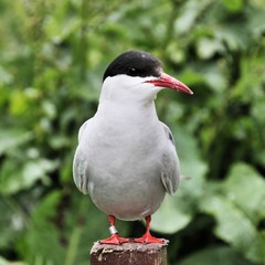 A view of an Arctic Tern on Farn Islands