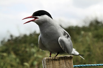 A view of an Arctic Tern on Farn Islands