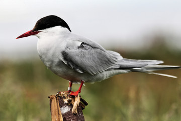 A view of an Arctic Tern on Farn Islands