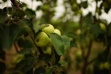 green apples on a summer tree branches in the garden.