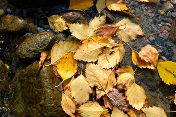 Autumn composition. Yellow, colorful leaves on the background of river stones. 