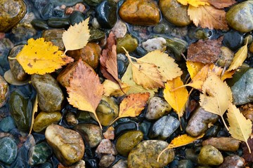 Autumn composition. Yellow, colorful leaves on the background of river stones. 