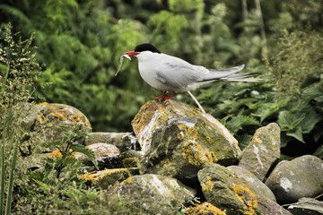 A view of an Arctic Tern on Farn Islands