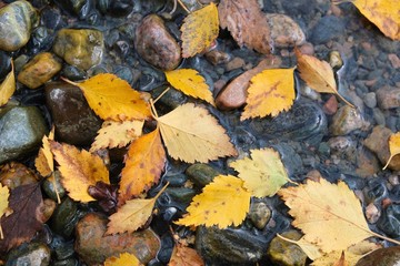 Autumn composition. Yellow, colorful leaves on the background of river stones. 