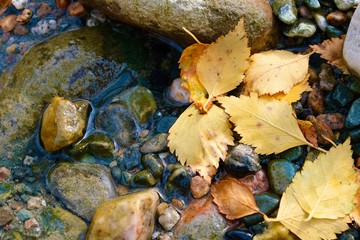 Autumn composition. Yellow, colorful leaves on the background of river stones. 