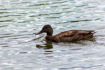 female mallard duck, duck swimming in the water