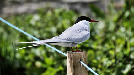 A view of an Arctic Tern on Farn Islands
