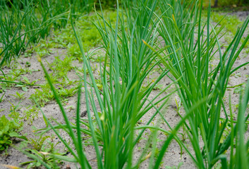 Obraz premium Growing environmentally friendly products in agricultural beds in the open field.