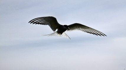A view of an Arctic Tern on Farn Islands