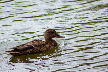 female mallard duck, duck swimming in the water