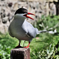 A view of an Arctic Tern on Farn Islands