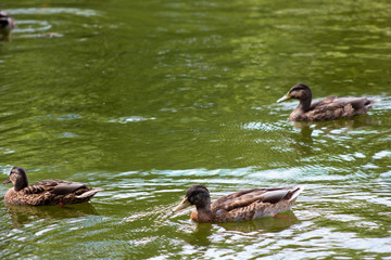 duck swimming in the water, duck and ducklings close-up