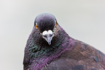 bird pigeon with multicolored feathers close up of a pigeon