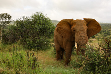 Fototapeta na wymiar Bull Elephant in Kenya, Africa