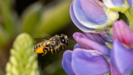 eine Biene beim fliegen