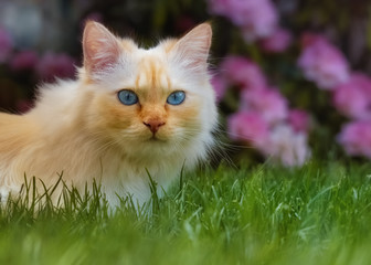 Naklejka na ściany i meble Blue-eyed cat sitting in the grass in front of a flowering rhododendron