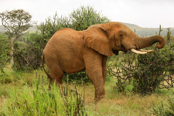 Fototapeta na wymiar Bull Elephant in Kenya, Africa