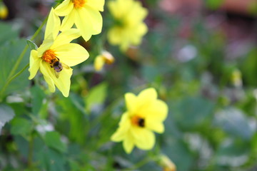 A bumblebee on a yellow flower collects pollen. Close-up