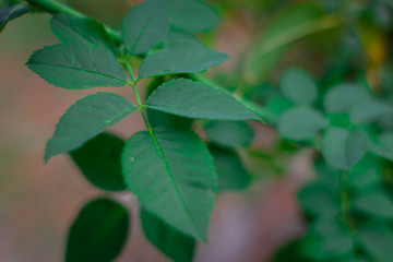 green rose leaves close up