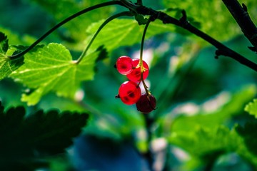 red currant bush