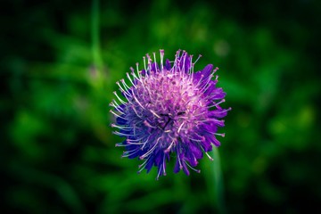 purple flower