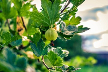 green gooseberries on a branch