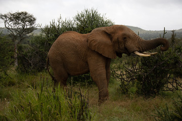 Large Bull Elephant in Kenya, Africa