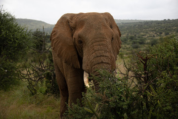 Naklejka na ściany i meble Large Bull Elephant in Kenya, Africa